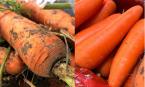 Khi mua cà rốt, nên chọn củ không có đất hay có dính đất tốt hơn? Sự khác biệt là gì, đừng mua nhầm sau khi đã tìm hiểu kỹ