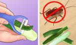 Không cần dùng hóa chất nguy hiểm, đây là 5 mẹo giúp đuổi côn trùng khỏi ngôi nhà của bạn